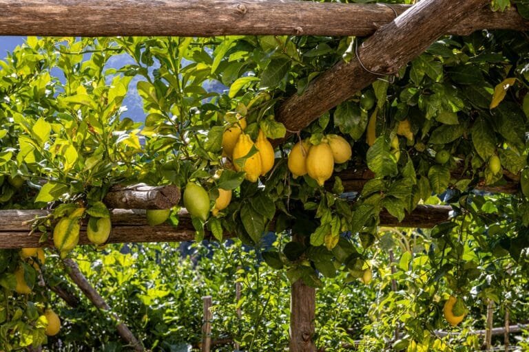 Stone path winding through lemon groves on the Path of Lemons between Maiori and Minori, with views of the Amalfi Coast in the background