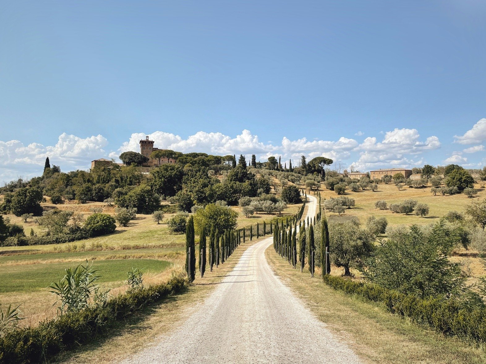 a photo of a road in pienza tuscany lined with cyprus trees and panoramic vineyard views
